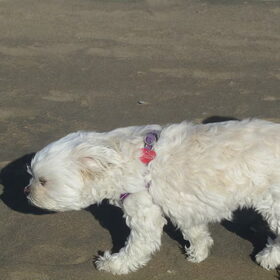Sandy op het strand