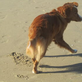 Diva op het strand