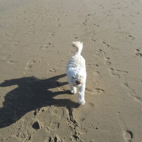 gekke Sandy op het strand