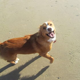 Diva zegt hey baasje lekker he op het strand