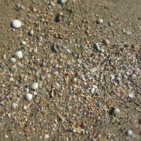 schelpjes