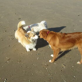 Sandyen Diva samen met een hondje op het strand