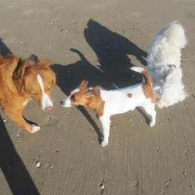 Sandy en Diva spelen met een hondje