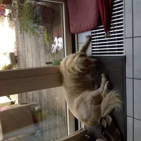 Hondenfoto van Romy love kaya