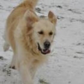 Hondenfoto van Romy love kaya