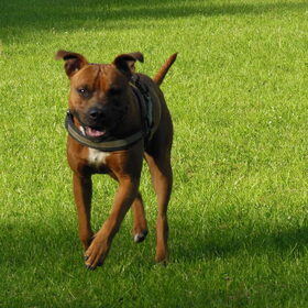 Hondenfoto van Quincy, Bailey & Nova