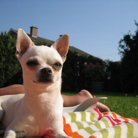 Hondenfoto van ~Saartje & de chihuahua roedel ~