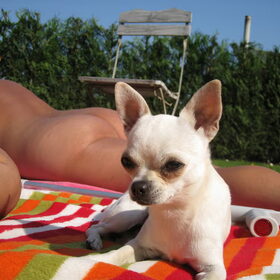 Hondenfoto van ~Saartje & de chihuahua roedel ~