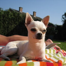 Hondenfoto van ~Saartje & de chihuahua roedel ~