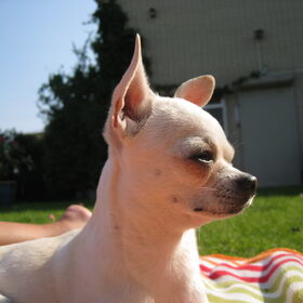Hondenfoto van ~Saartje & de chihuahua roedel ~