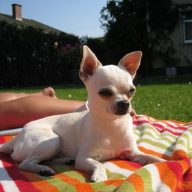 Hondenfoto van ~Saartje & de chihuahua roedel ~