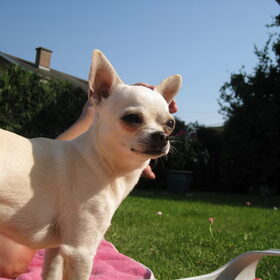 Hondenfoto van ~Saartje & de chihuahua roedel ~