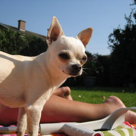 Hondenfoto van ~Saartje & de chihuahua roedel ~