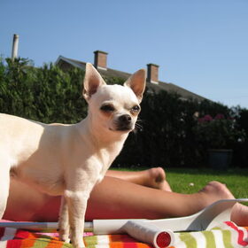 Hondenfoto van ~Saartje & de chihuahua roedel ~