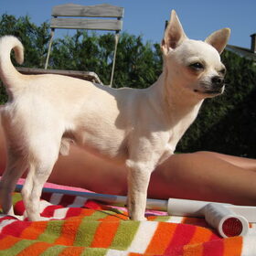 Hondenfoto van ~Saartje & de chihuahua roedel ~