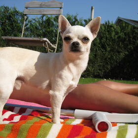 Hondenfoto van ~Saartje & de chihuahua roedel ~