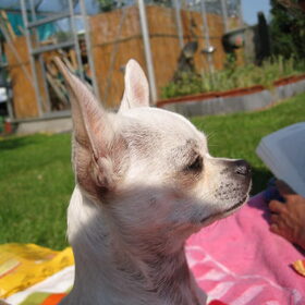 Hondenfoto van ~Saartje & de chihuahua roedel ~