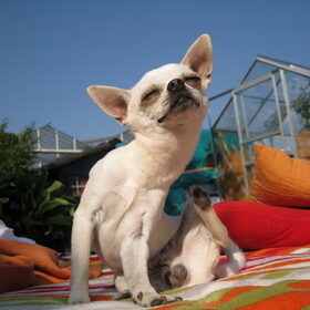 Hondenfoto van ~Saartje & de chihuahua roedel ~