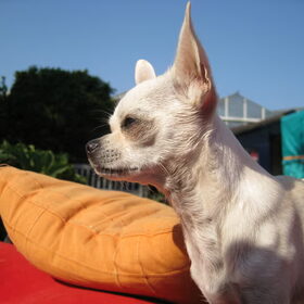 Hondenfoto van ~Saartje & de chihuahua roedel ~