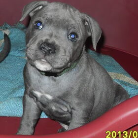 Nio, onze 'op-doorreis-pup', 7 weekjes oud, hier nog bij de…