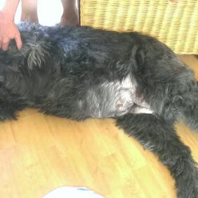Shadow aan het einde van haar latijn