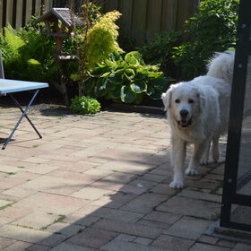 Hondenfoto van T&dogs