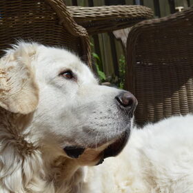 Hondenfoto van T&dogs