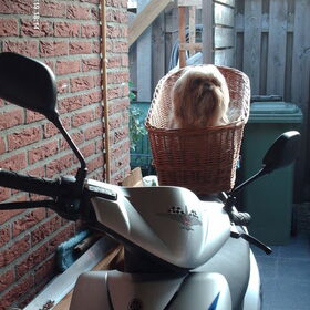 Als het lekker weer is gaat Luna mee op de scooter.