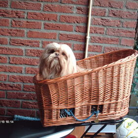 Hondenfoto van liesbeth,Turbo,Luna, Levi en Faith