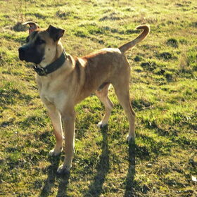 Knappe kerel