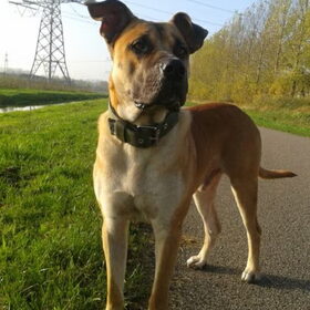 Wandelen