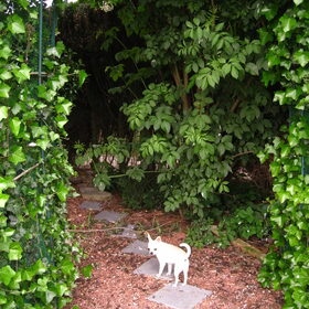 Hondenfoto van ~Saartje & de chihuahua roedel ~