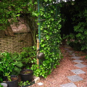 Hondenfoto van ~Saartje & de chihuahua roedel ~
