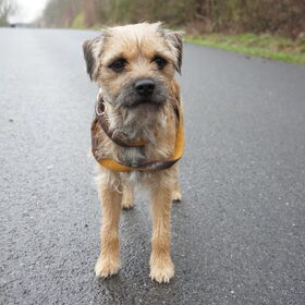 Wandelen "aan de riem" haha
