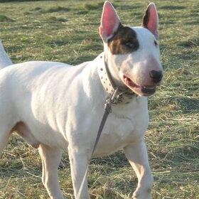 Hondenfoto van Hannah & Bink† en Beertje