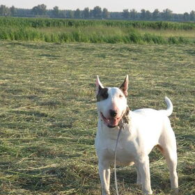 Hondenfoto van Hannah & Bink† en Beertje
