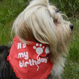 Birthday Boy