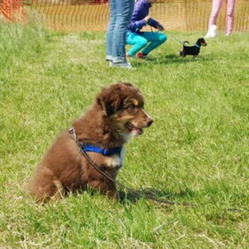 Joker op puppycursus.