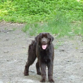 Hondenfoto van Jeanine :)