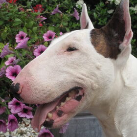 Hondenfoto van Hannah & Bink† en Beertje