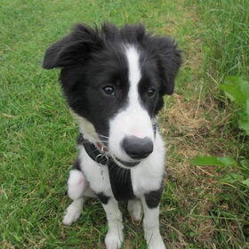Hondenfoto van Willemke en Odie