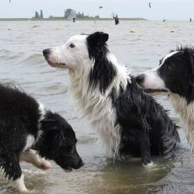 Hondenfoto van Inge, baasje van Sasha en Myra <3