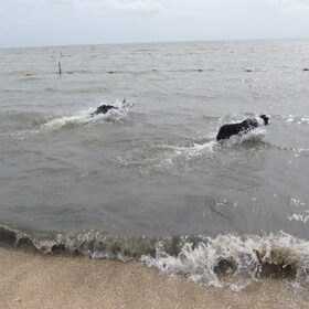 Hondenfoto van Inge, baasje van Sasha en Myra <3