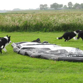 Hondenfoto van Inge, baasje van Sasha en Myra <3