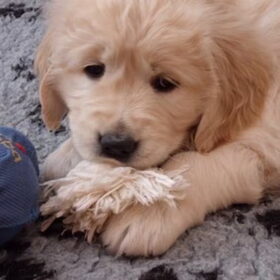 onze nieuwe pup: Mira