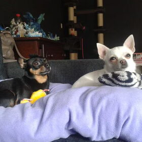 Hondenfoto van Jantina, Laila & Luna