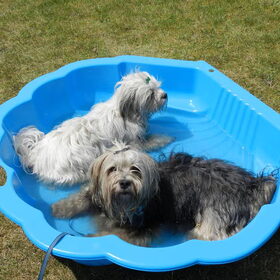 Hondenfoto van Melissa, Dempsey, Taiko, Minos & *Nina*