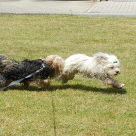 Hondenfoto van Melissa, Dempsey, Taiko, Minos & *Nina*