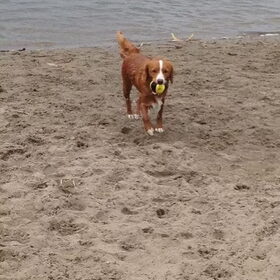 Hondenfoto van Sigrid, Sandy, Diva & Nala