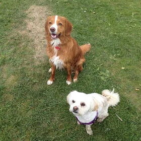 Hondenfoto van Sigrid, Sandy, Diva & Nala